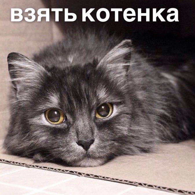 Взять котенка