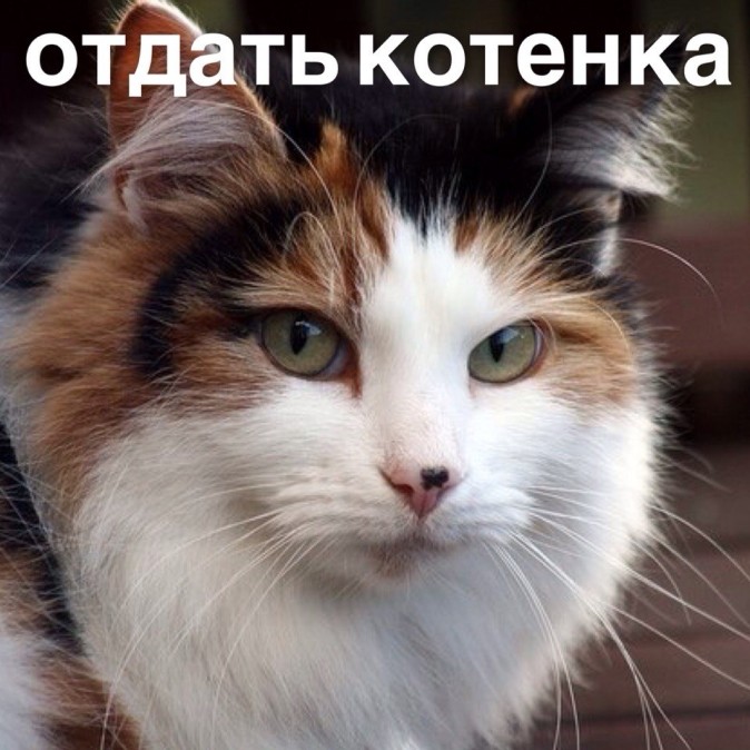 Отдать котенка